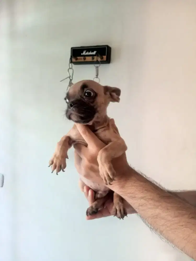 French bulldog for sale