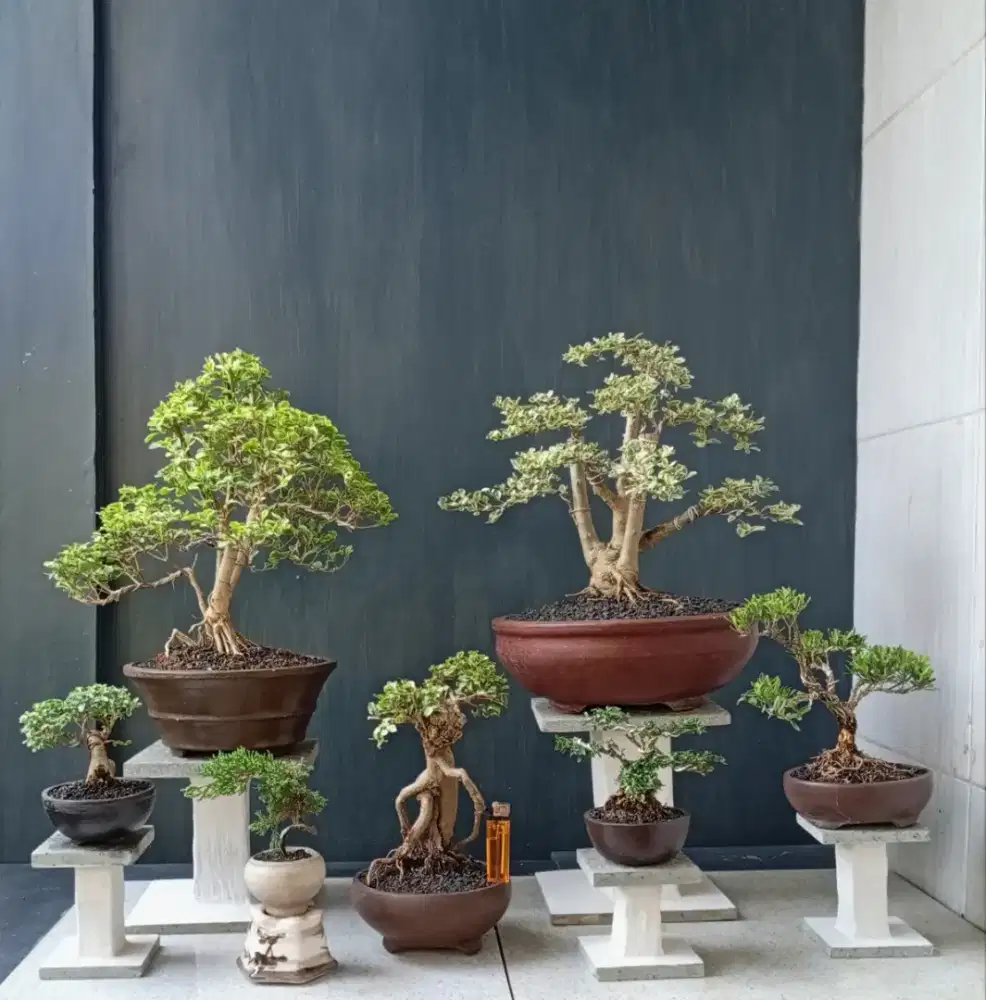 Borong murah mini bonsai