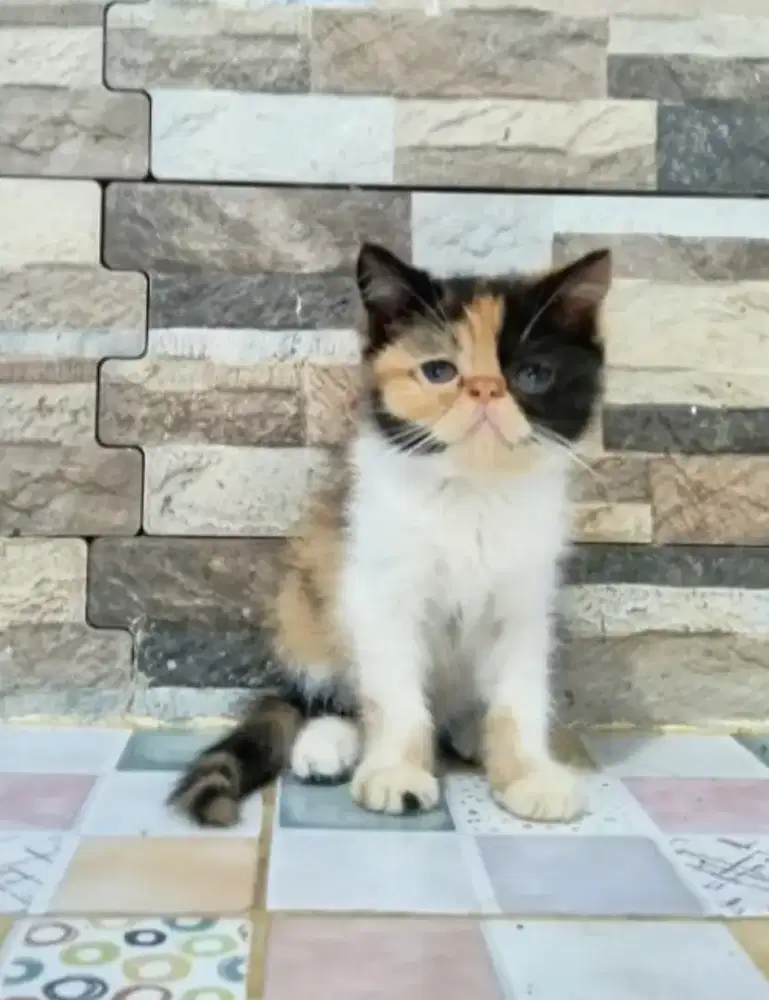 KITTEN EXOTIC PEAKNOSE SH