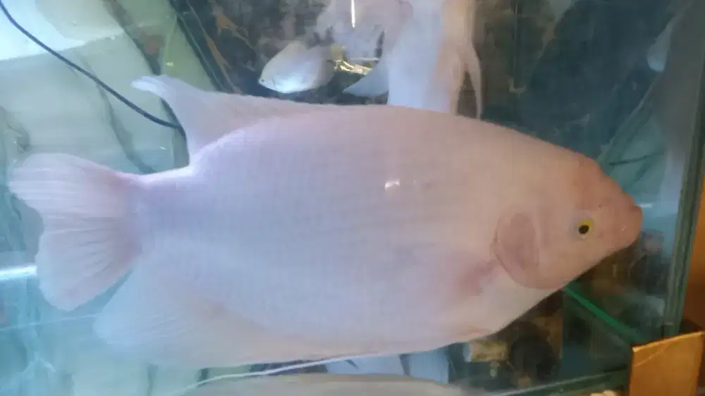 Ikan gurame padang jumbo