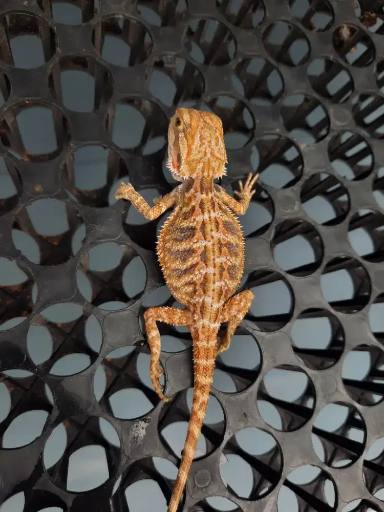 Bearded Dragon Red Hypo