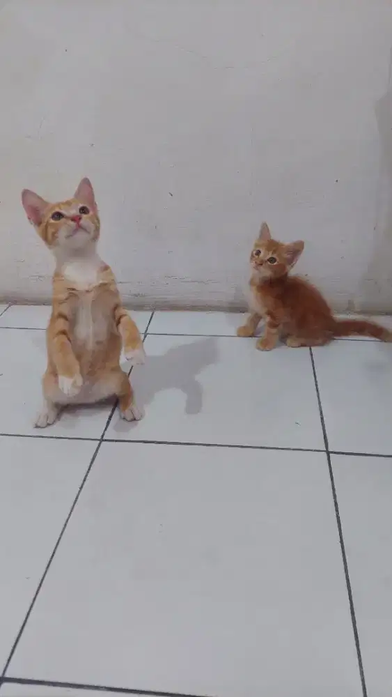 Kucing Persia kitten