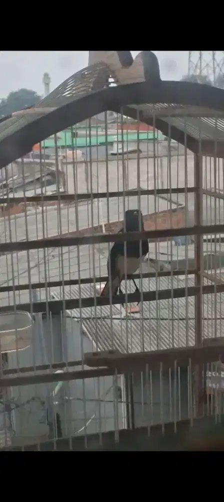 Kacer pur total