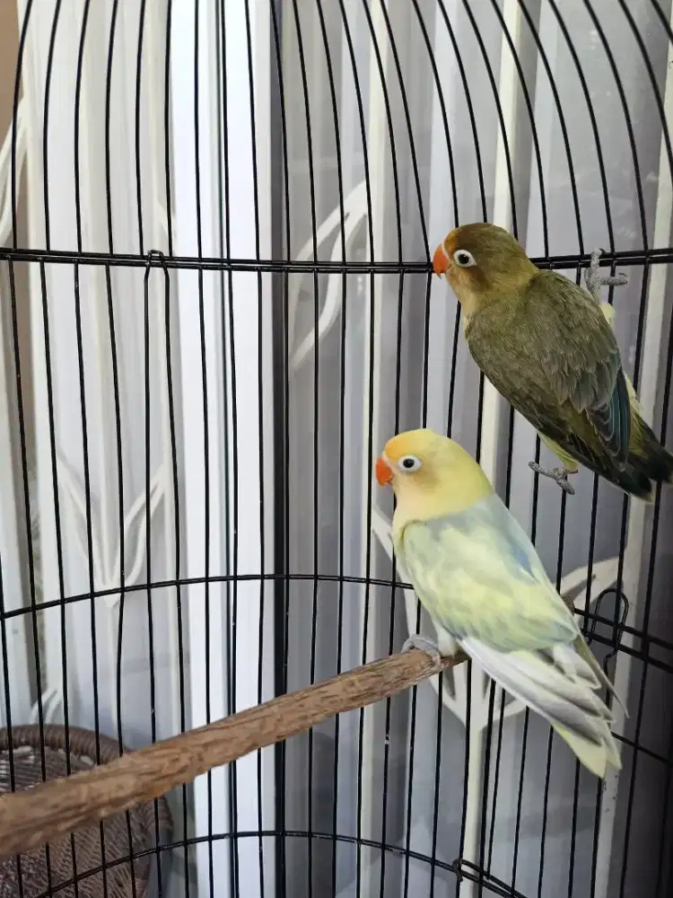 Love Bird Ewing Pastel YF