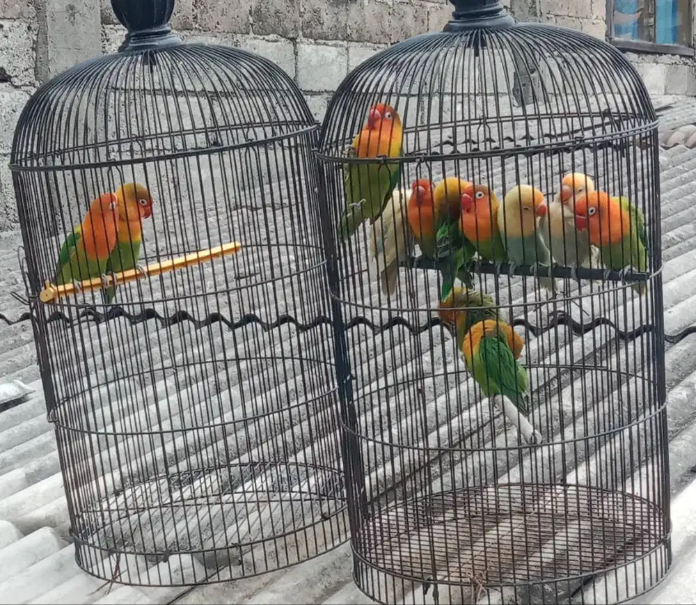 Burung Lovebird