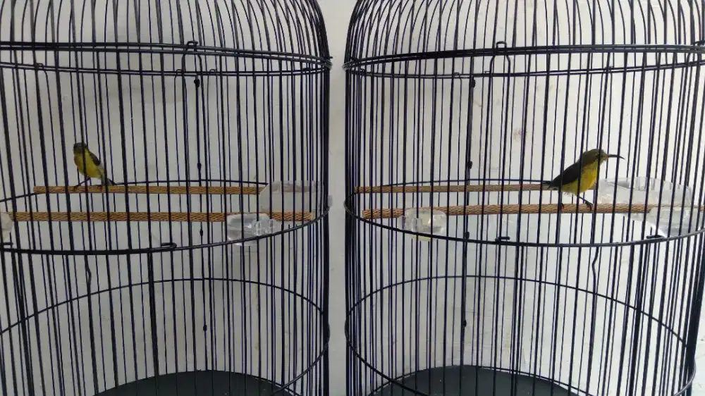 Burung Kolibri SG