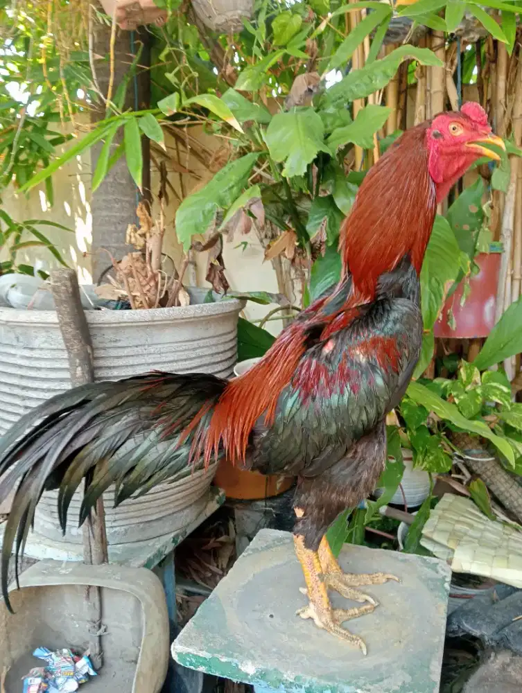 Ayam Bangkok klasik ukuran 5,5 win 1x