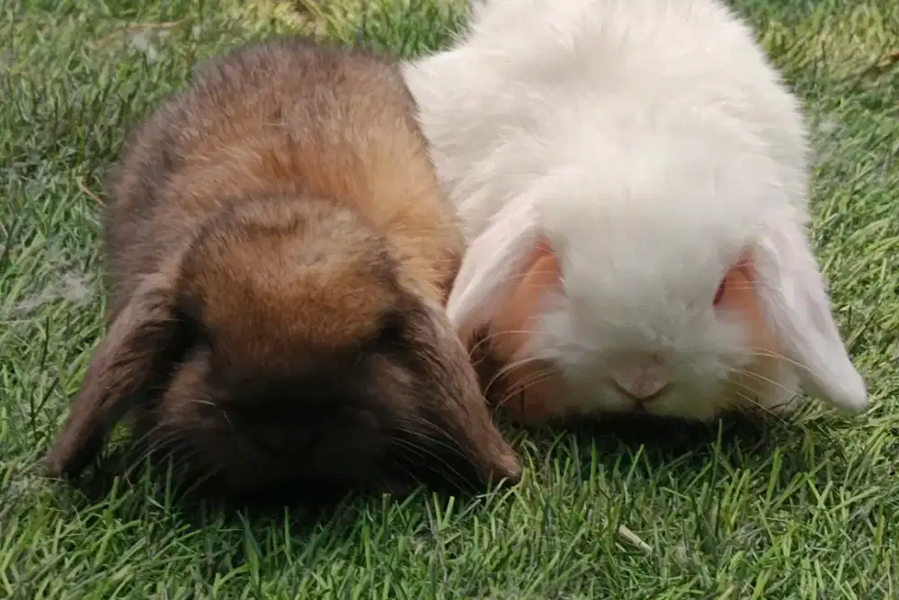 Sepasang kelinci Holland lop anak