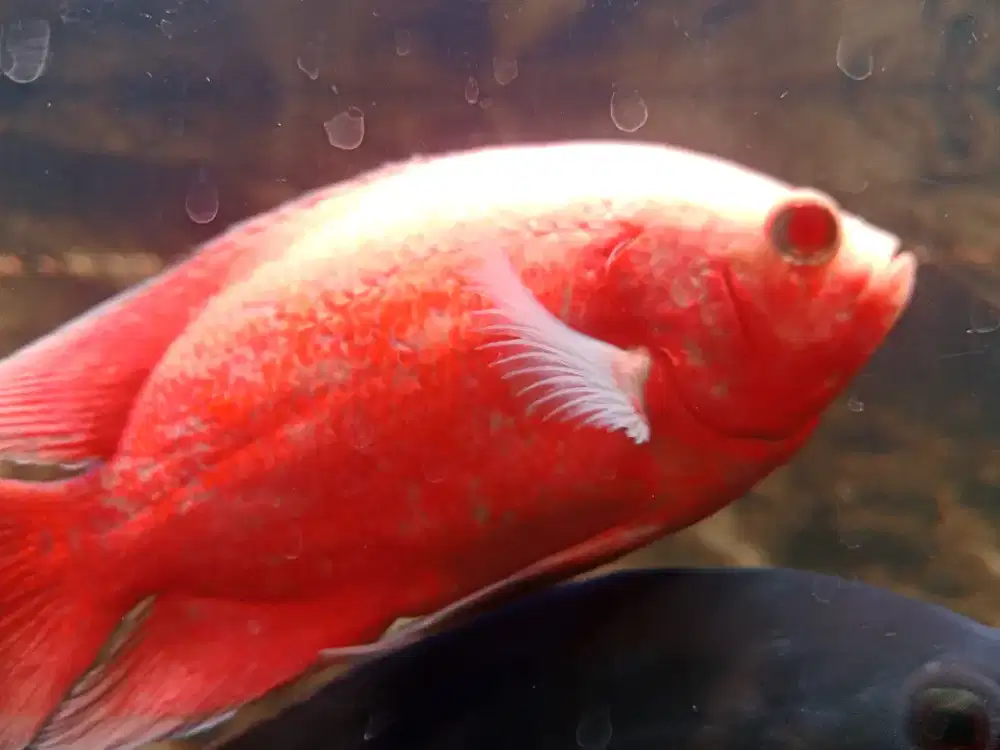 Ikan Oscar redchili 14 cm