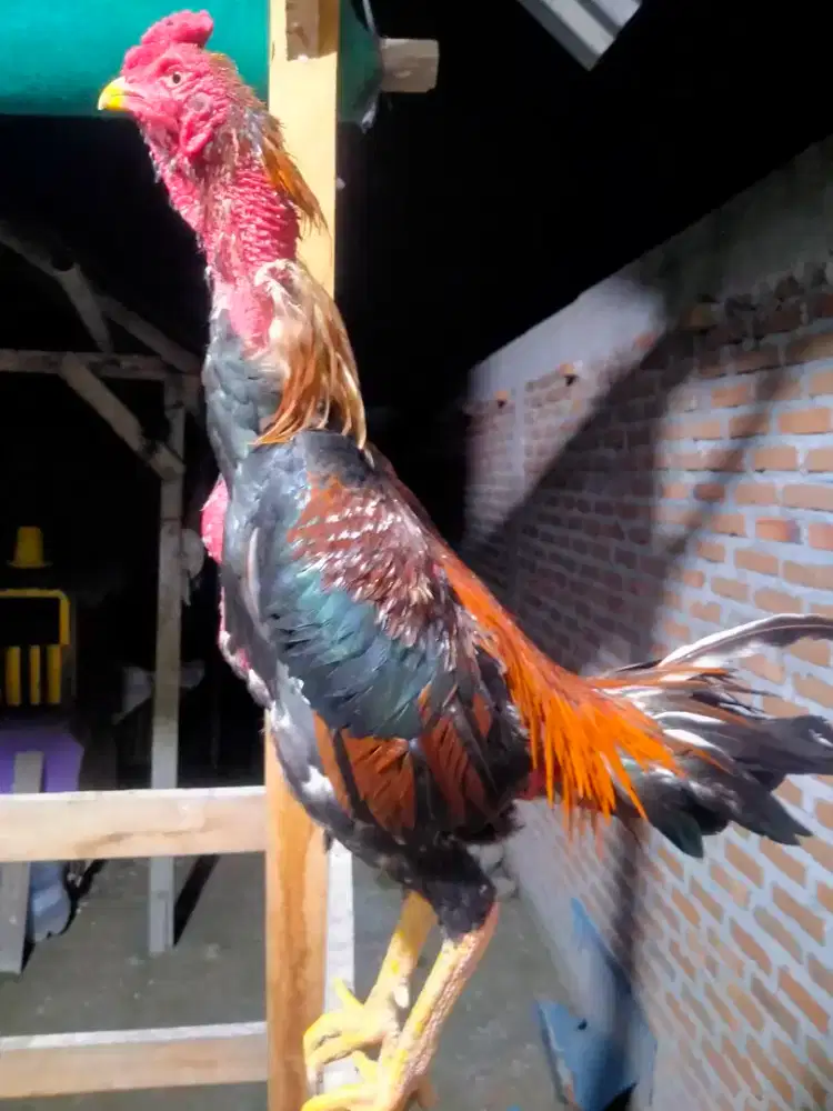 Bapakan Ayam Siam