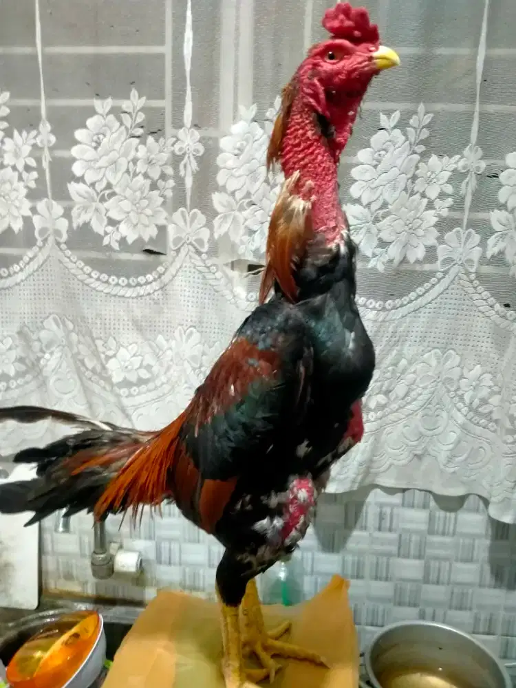 Bapakan Ayam Siam