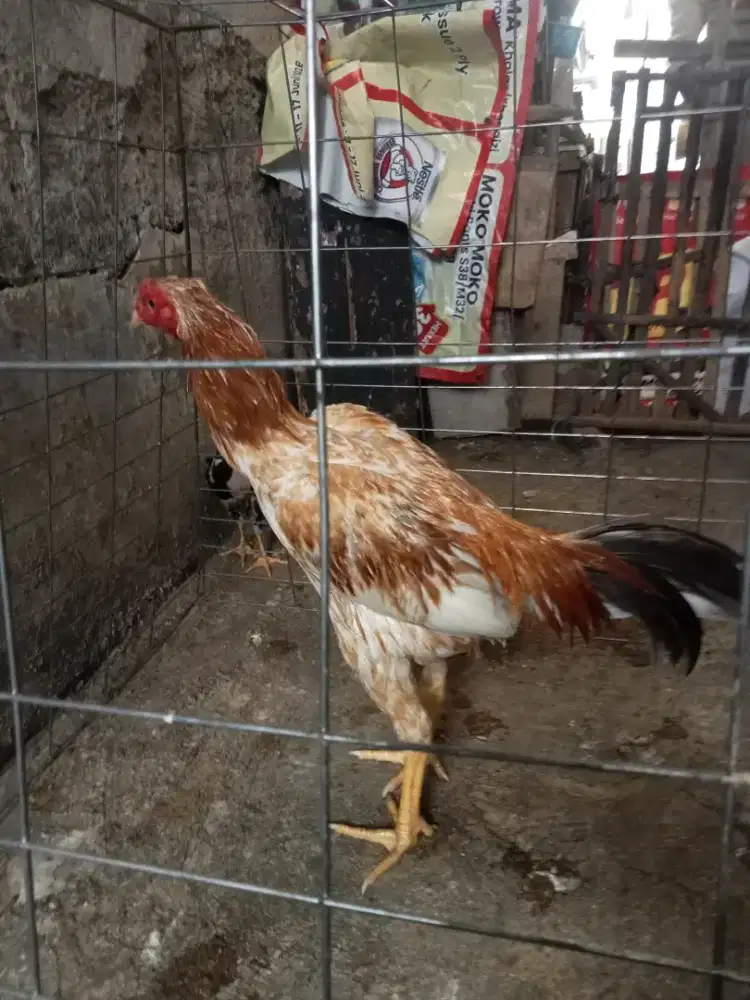Ayam bangkok Plucker