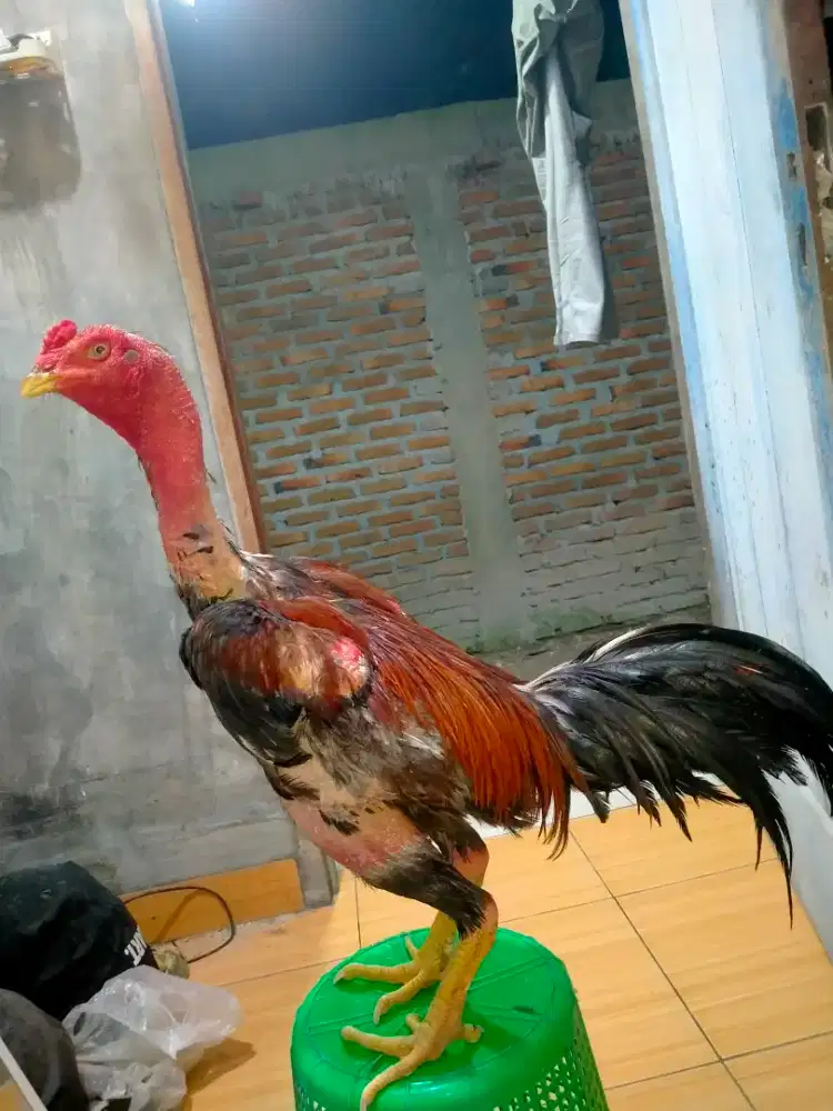 Ayam Siam Bangkon Selatan