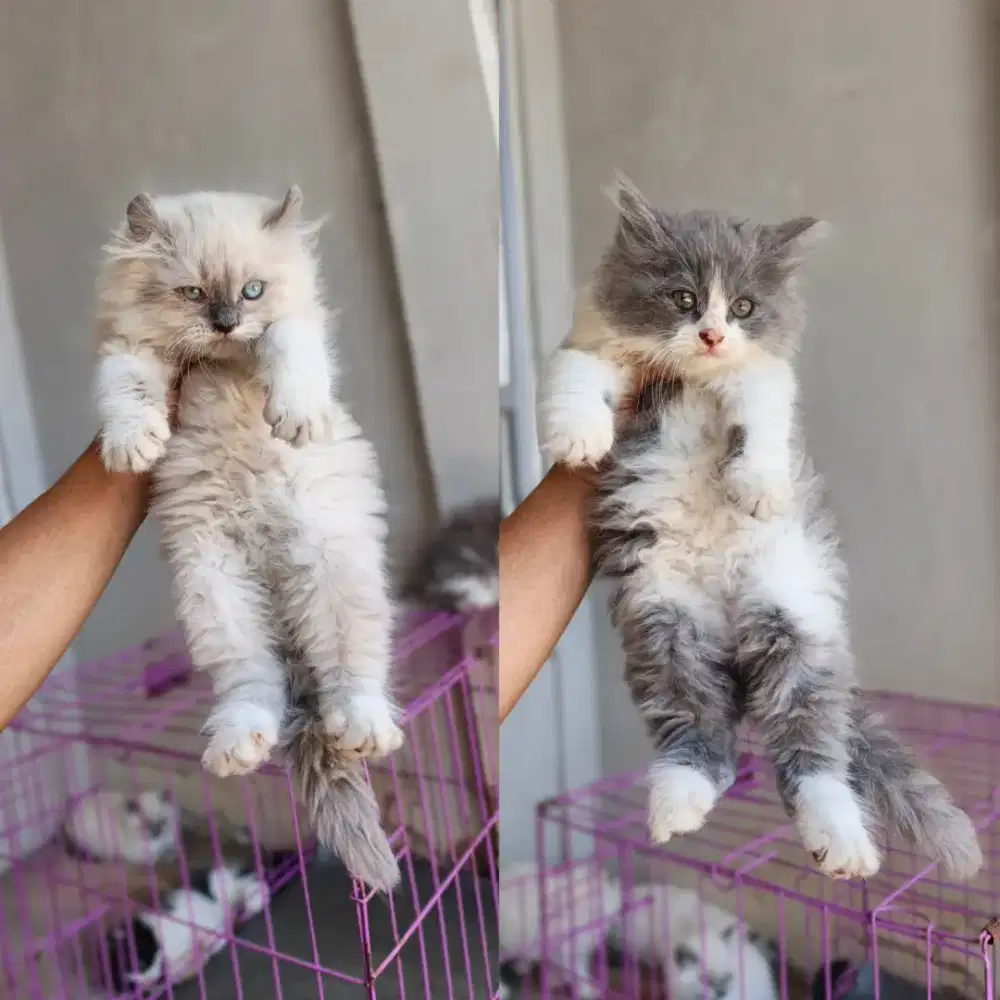 Kitten curl x persia