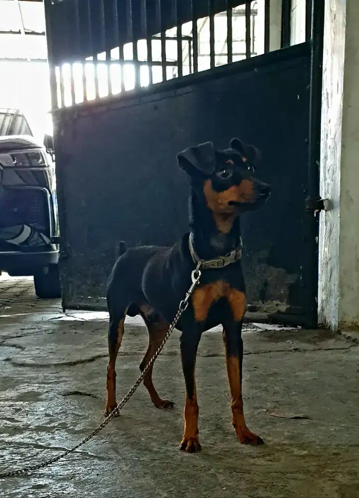 Miniature PINSCHER