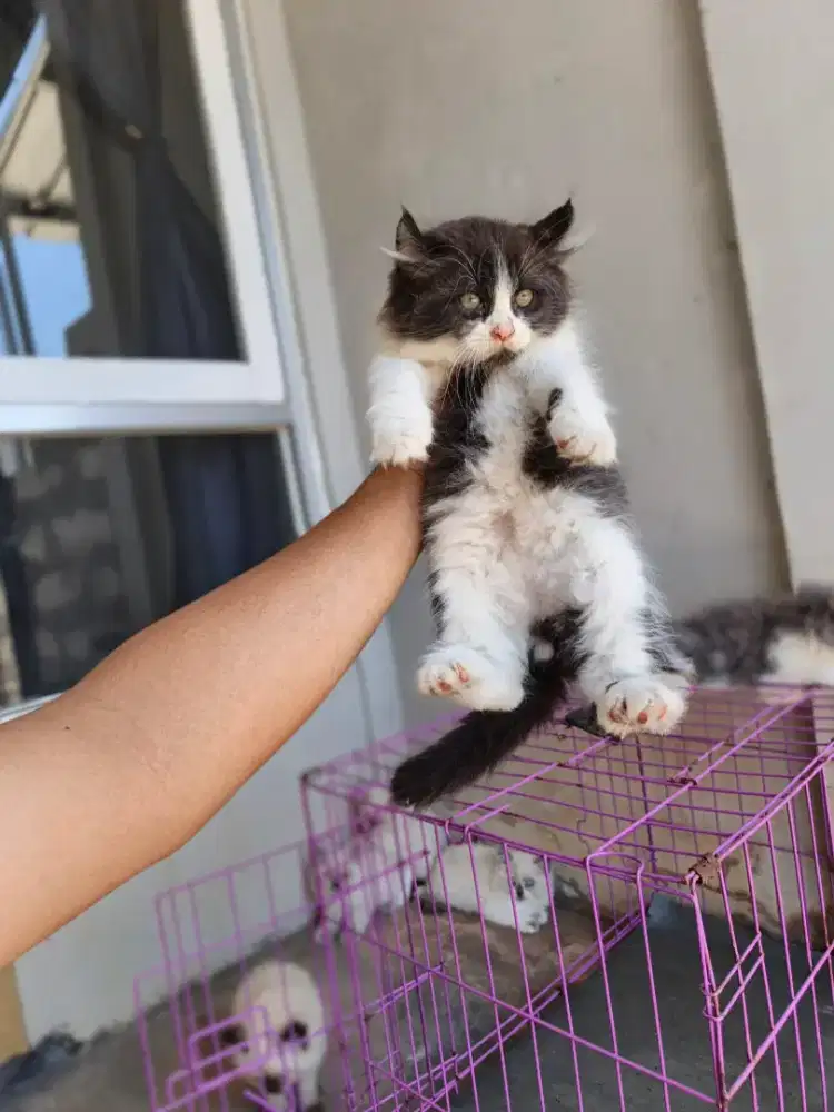 Kitten curl usia 2bulan
