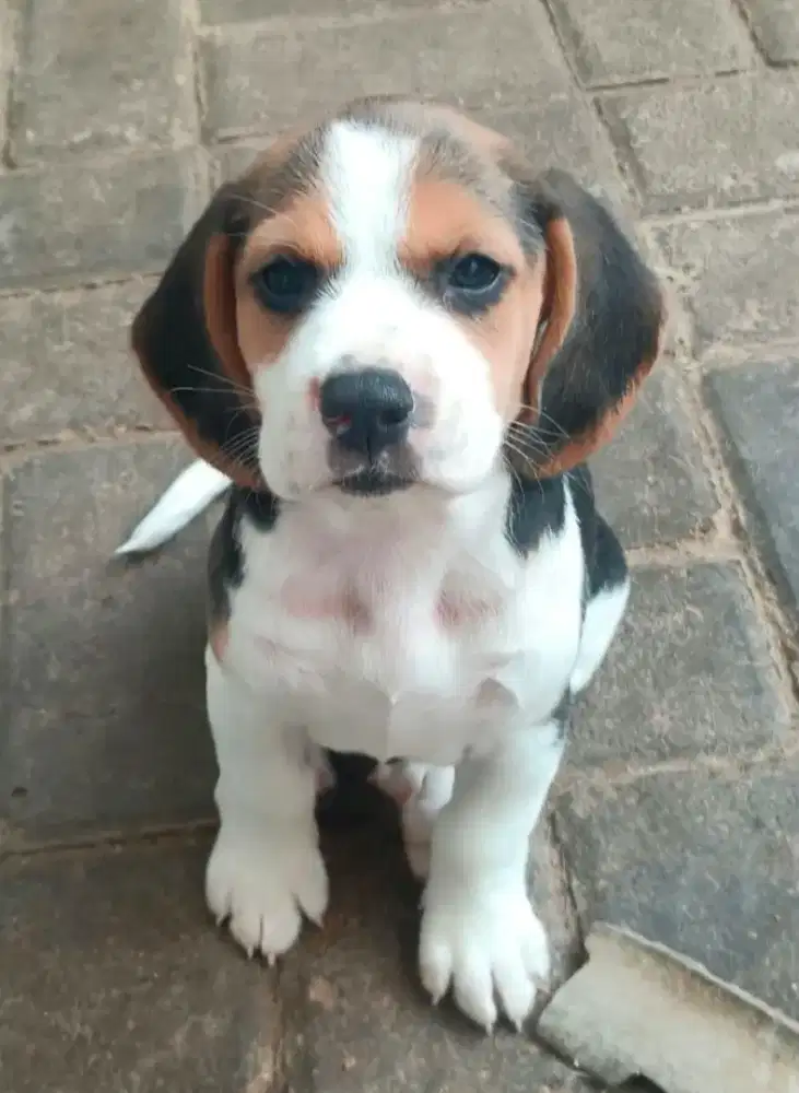 Beagle Pupy Female Imutt