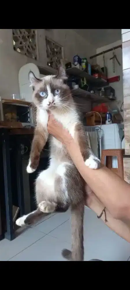 Ragdoll Curly Jantan