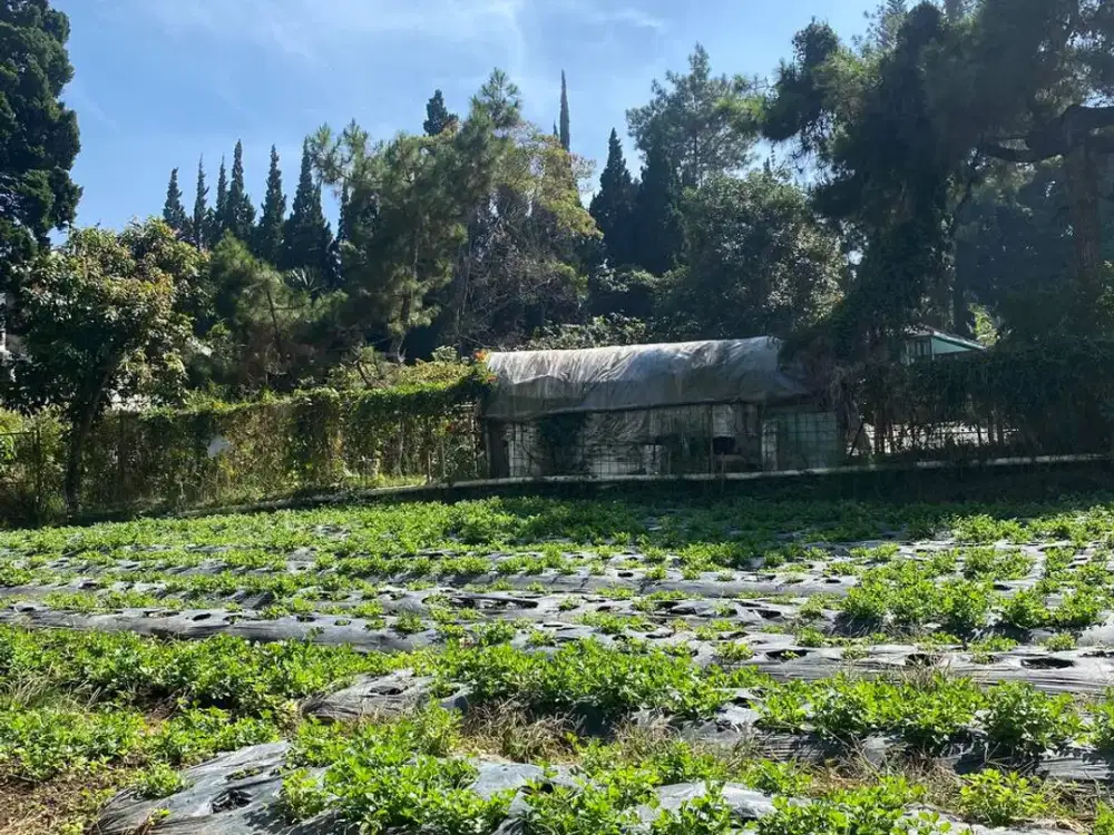 Dijual Cepat Tanah Murah Lokas Villa Istana Bunga Lembang