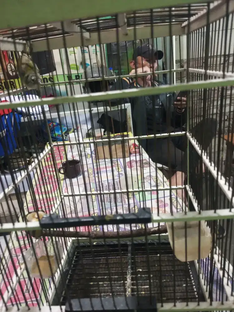 Burung cak jempol