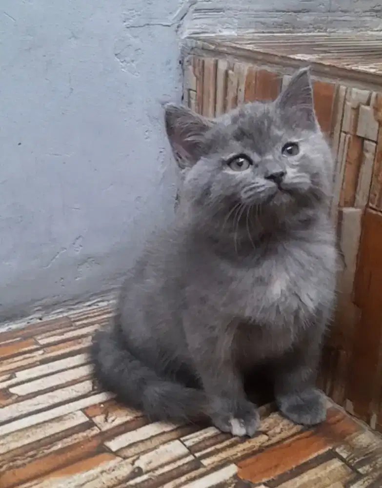 Kitten British shorthair