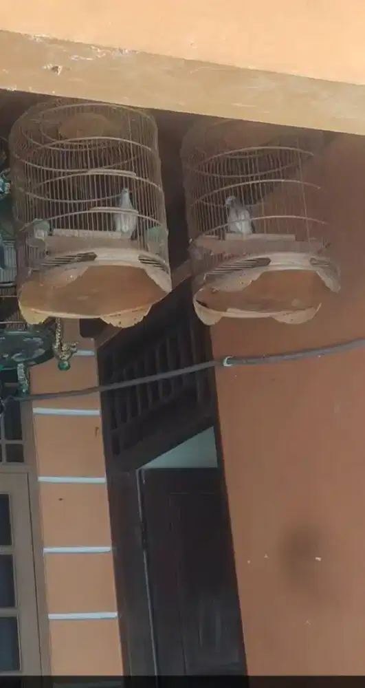Jual burung perkutut Bangkok