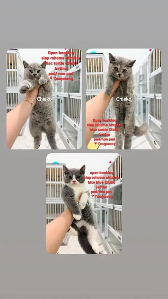 Bsh (kitten) buy 2 get 3