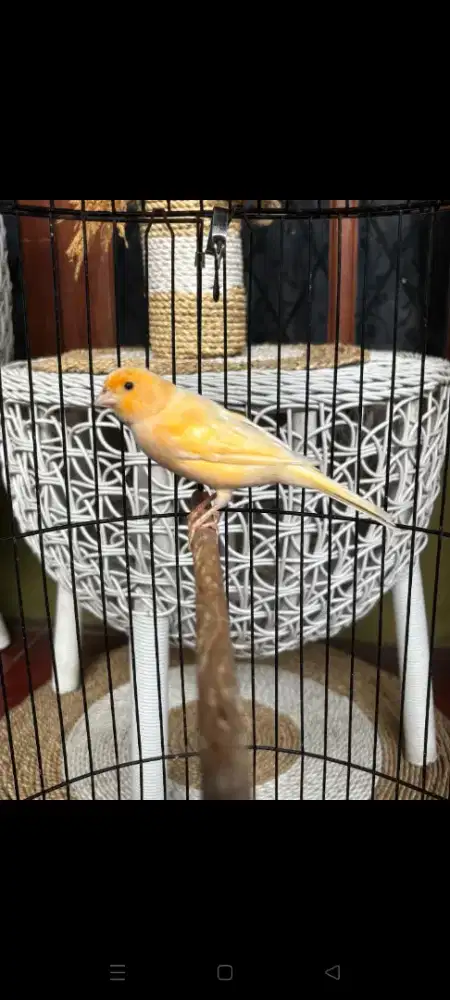 Kenari Loper Betina sudah birahi