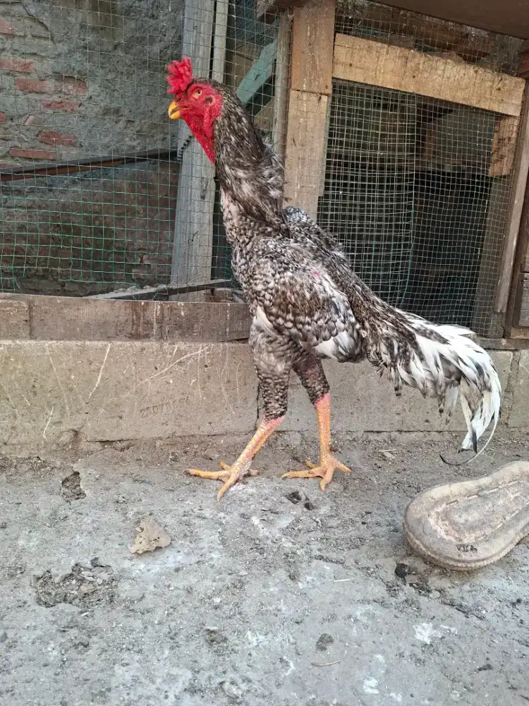 Jual ayam shamo borongan  line zuchter