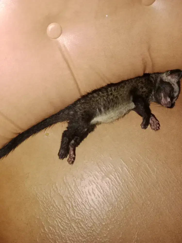 Anakan musang pandan jinak total