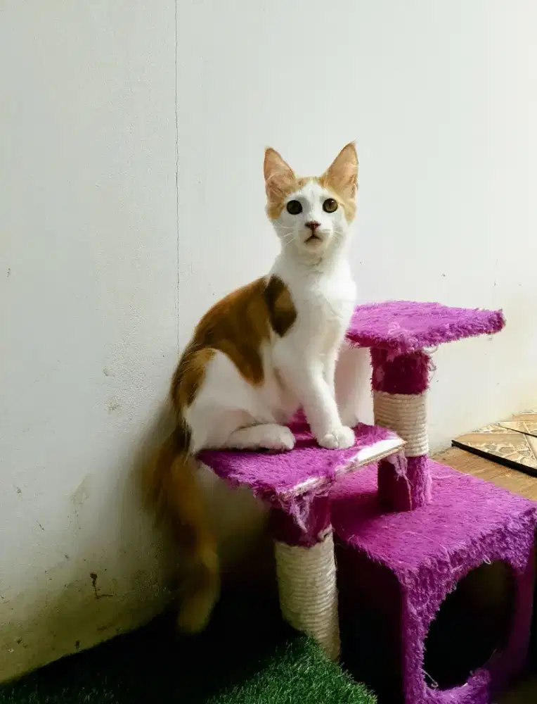 Kitten MaineCoon Jantan Pure no mix. Induk ped Cfa
