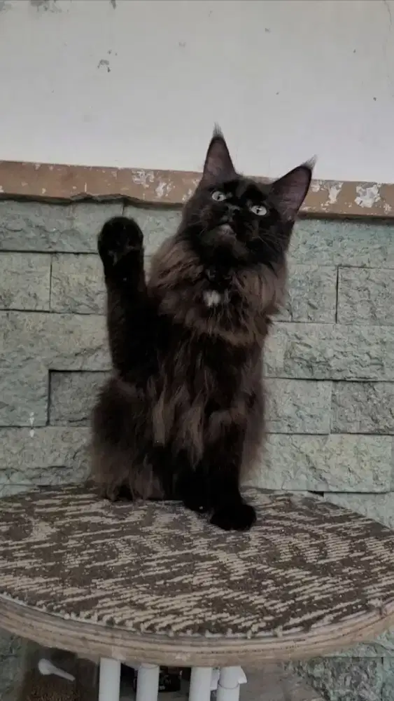Mainecoon Ped CFA indukan