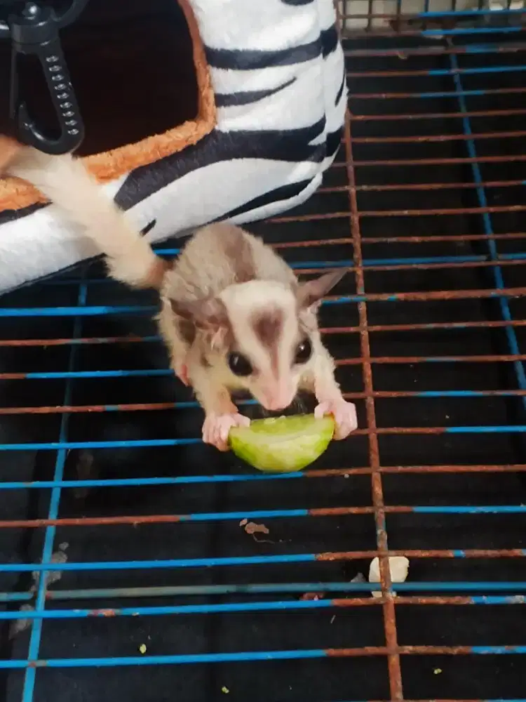 Sugar Glider Mozaik + Kandang Fullset