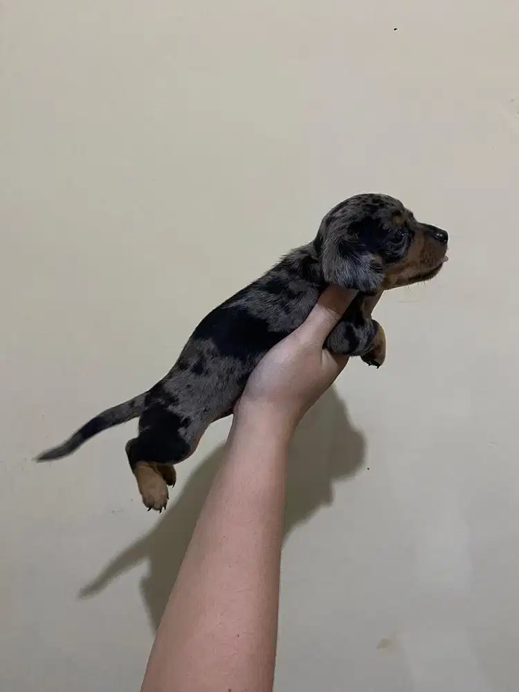Tekel x chihuahua