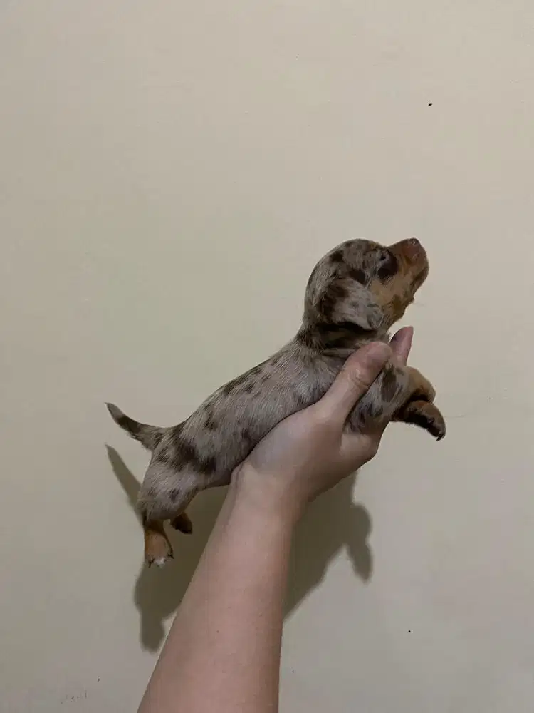 Tekel x chihuahua
