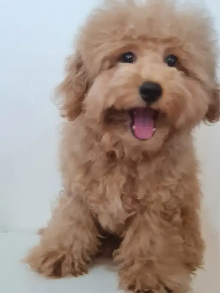 DI JUAL ANJING TOY POODLE