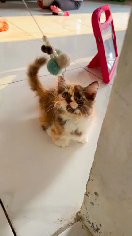 Kitten munchkin betina calico choco