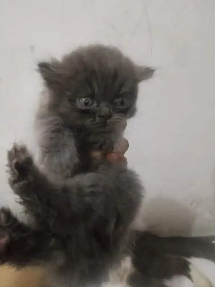 Di Adop 3kitten Ras BSH &PERSIA umur 2bln Dan MC betina 2tahun