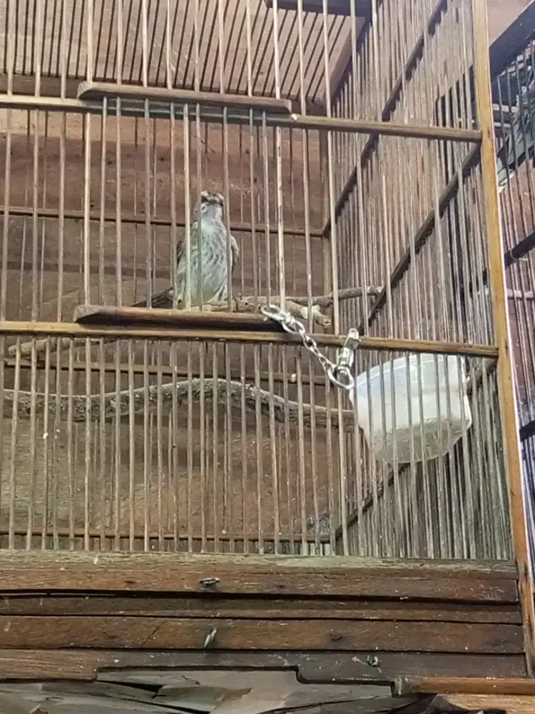 Burung Trucukan
