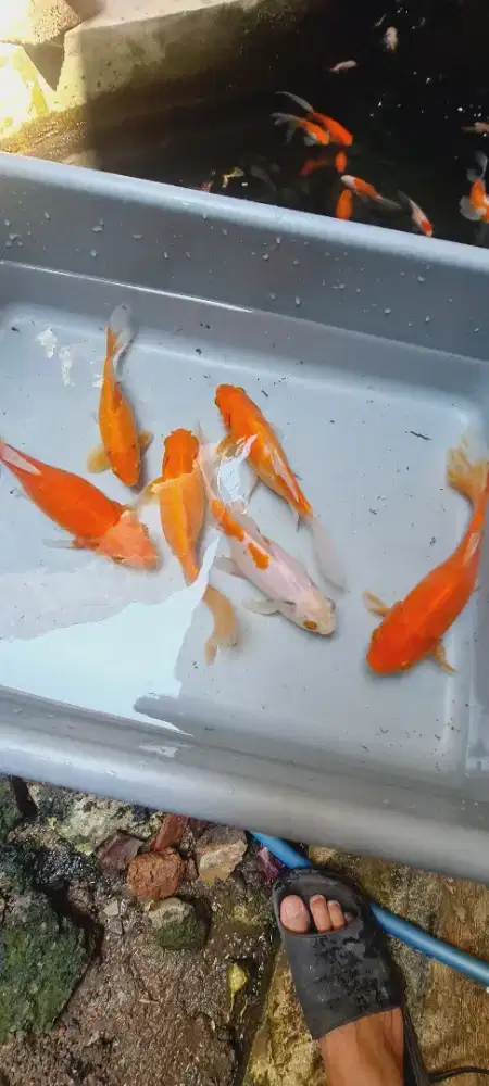 Ikan Komet Indukan