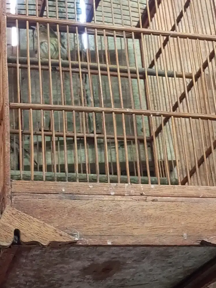 Burung plamboyan