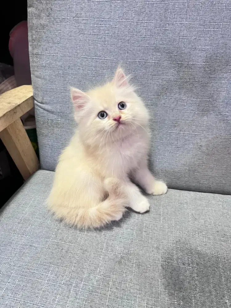 kucing kitten anakan anggora persia himalaya ragdoll munchkin british