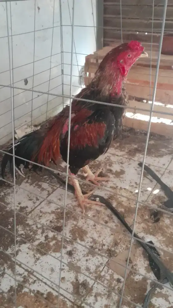 Jual ayam bangkok