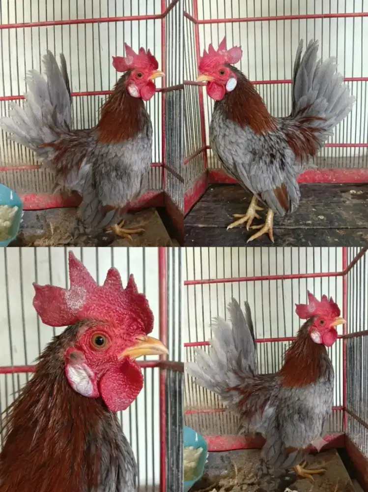 Ayam Kate Jantan