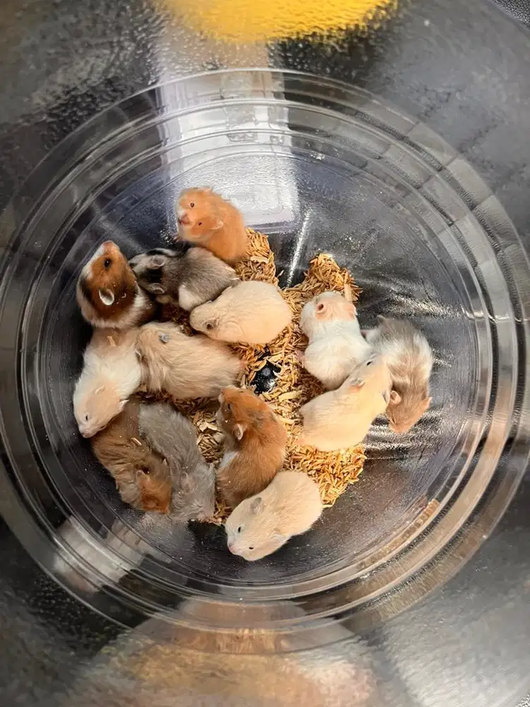 Hamster murah dan sehat