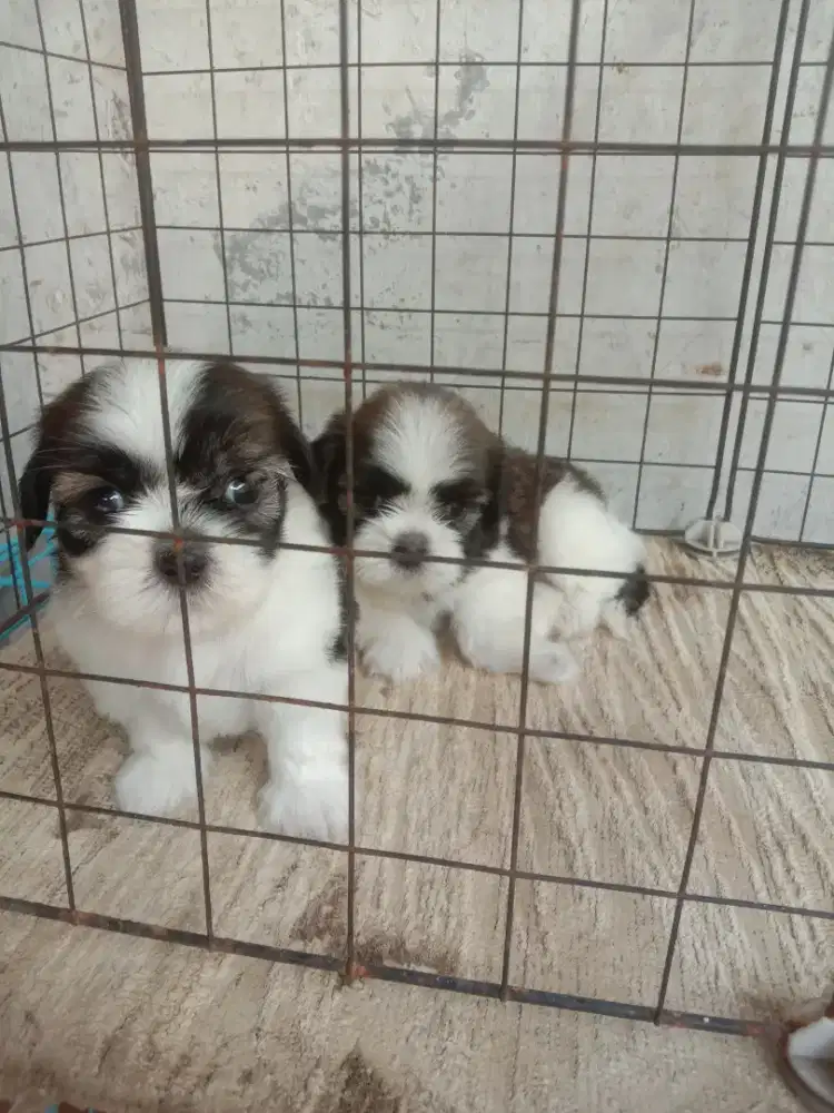 Shitzu mini betina 2 bulan