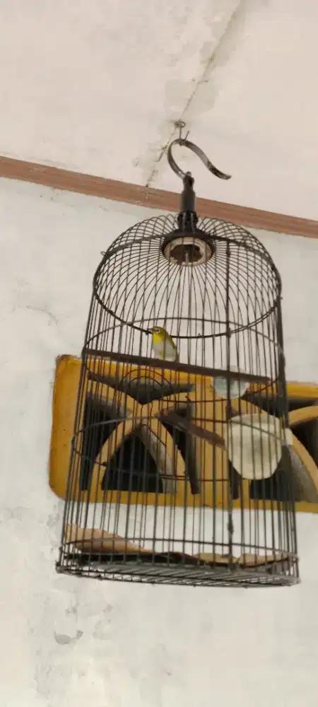 Burung kacamata ngacor