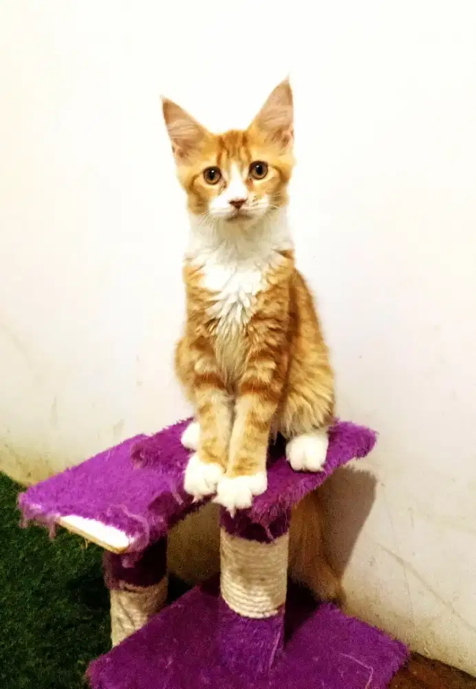 Kitten MaineCoon Betina Pure No mix. Induk Cfa Show Quality
