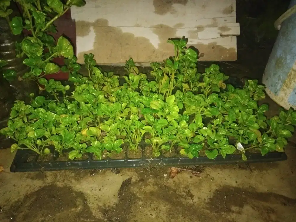 Bibit bayam brazil semai