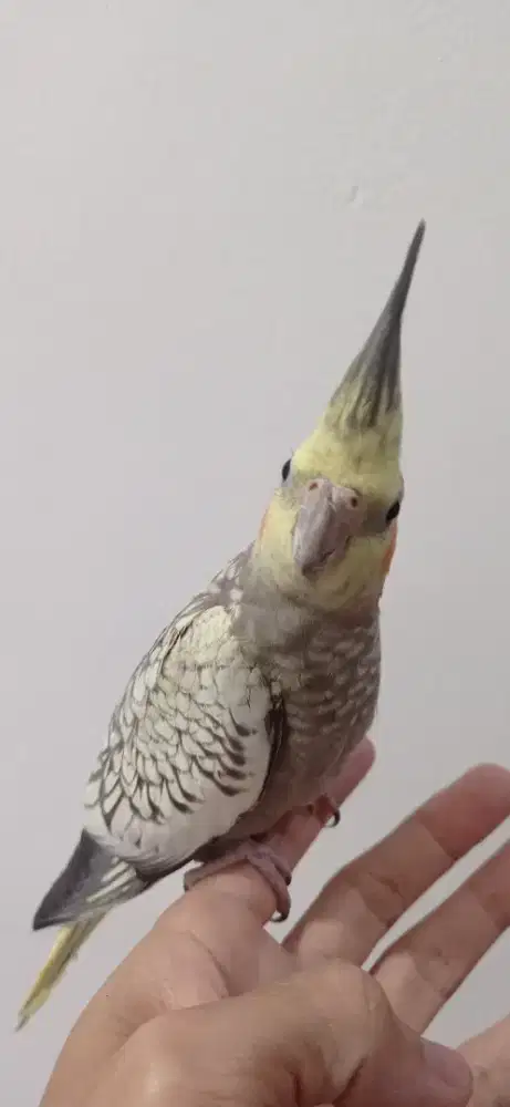 Burung Parkit Australia, Falk, cockatiel